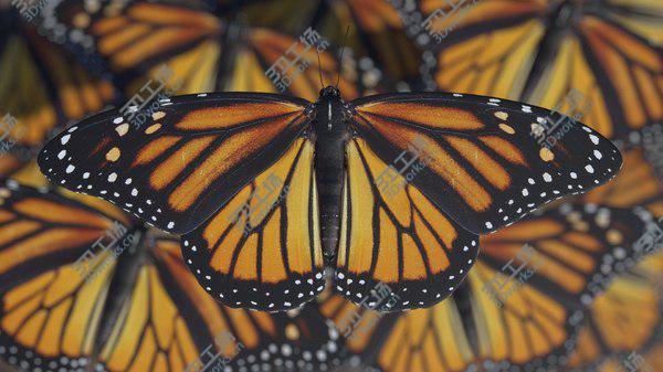 images/goods_img/20210312/Butterfly Collection 3D model/2.jpg